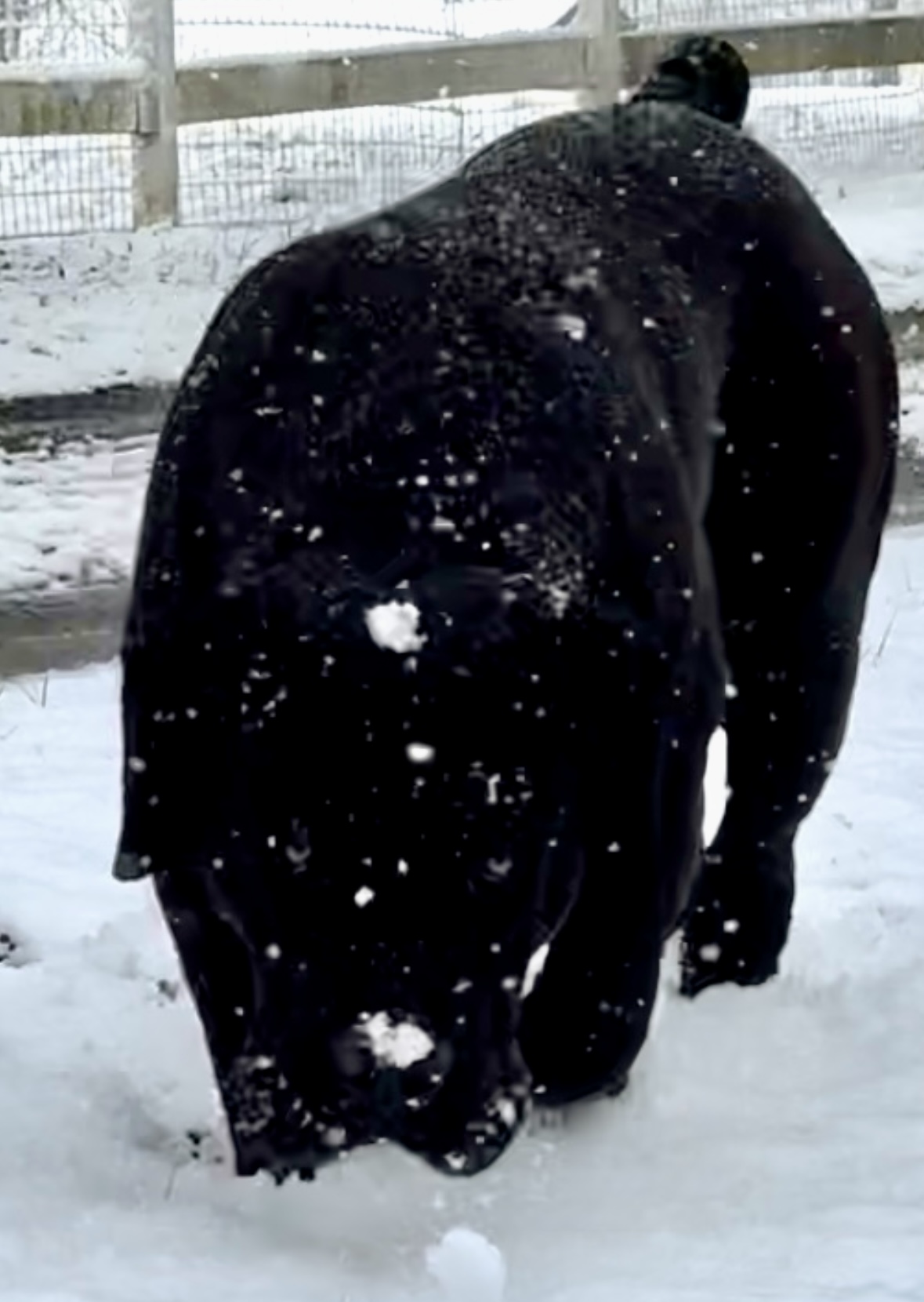 Allen’s Virginia Nitro 